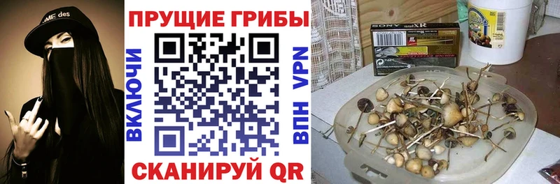 цены   Солнечногорск  Псилоцибиновые грибы Psilocybine cubensis 